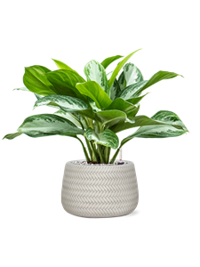 {{productViewItem.photos[photoViewList.activeNavIndex].Alt || productViewItem.photos[photoViewList.activeNavIndex].Description || 'Aglaonema &#39;Silver Bay&#39; in Baq Angle, 28829'}}