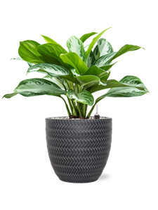 {{productViewItem.photos[photoViewList.activeNavIndex].Alt || productViewItem.photos[photoViewList.activeNavIndex].Description || 'Aglaonema &#39;Silver Bay&#39; in Baq Angle, 28830'}}