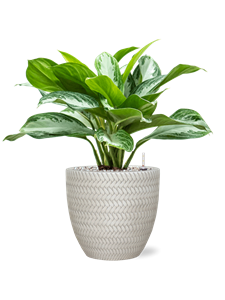 {{productViewItem.photos[photoViewList.activeNavIndex].Alt || productViewItem.photos[photoViewList.activeNavIndex].Description || 'Aglaonema &#39;Silver Bay&#39; in Baq Angle, 28831'}}