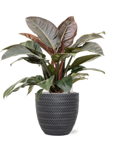 {{productViewItem.photos[photoViewList.activeNavIndex].Alt || productViewItem.photos[photoViewList.activeNavIndex].Description || 'Philodendron `Imperial Red&#39; in Baq Angle'}}