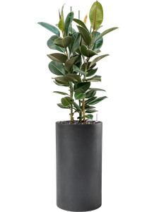 {{productViewItem.photos[photoViewList.activeNavIndex].Alt || productViewItem.photos[photoViewList.activeNavIndex].Description || 'Ficus elastica &#39;Robusta&#39; in Baq Basic, 28856'}}