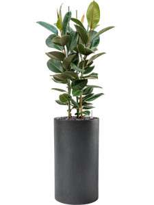 {{productViewItem.photos[photoViewList.activeNavIndex].Alt || productViewItem.photos[photoViewList.activeNavIndex].Description || 'Ficus elastica &#39;Robusta&#39; in Baq Basic, 28864'}}