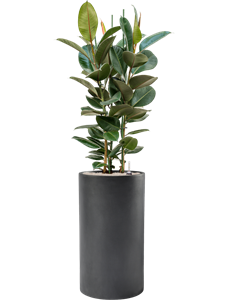 {{productViewItem.photos[photoViewList.activeNavIndex].Alt || productViewItem.photos[photoViewList.activeNavIndex].Description || 'Ficus elastica &#39;Robusta&#39; in Baq Basic, 28866'}}