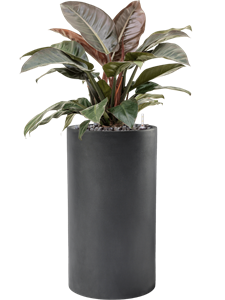 {{productViewItem.photos[photoViewList.activeNavIndex].Alt || productViewItem.photos[photoViewList.activeNavIndex].Description || 'Philodendron `Imperial Red&#39; in Baq Basic, 28872'}}