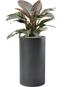 {{productViewItem.photos[photoViewList.activeNavIndex].Alt || productViewItem.photos[photoViewList.activeNavIndex].Description || 'Philodendron `Imperial Red&#39; in Baq Basic'}}