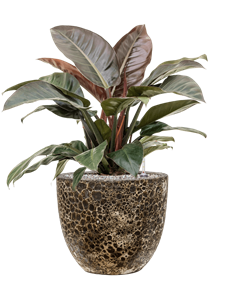 {{productViewItem.photos[photoViewList.activeNavIndex].Alt || productViewItem.photos[photoViewList.activeNavIndex].Description || 'Philodendron `Imperial Red&#39; in Baq Lava'}}