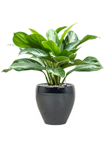 {{productViewItem.photos[photoViewList.activeNavIndex].Alt || productViewItem.photos[photoViewList.activeNavIndex].Description || 'Aglaonema &#39;Silver Bay&#39; in Amora, 28881'}}