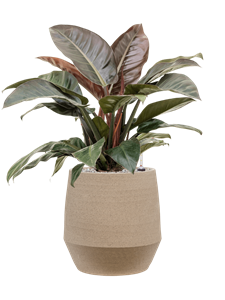 {{productViewItem.photos[photoViewList.activeNavIndex].Alt || productViewItem.photos[photoViewList.activeNavIndex].Description || 'Philodendron `Imperial Red&#39; in Humus'}}