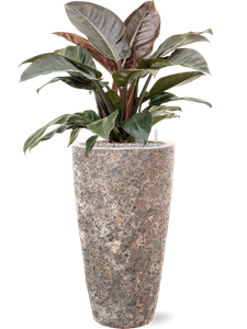 {{productViewItem.photos[photoViewList.activeNavIndex].Alt || productViewItem.photos[photoViewList.activeNavIndex].Description || 'Philodendron `Imperial Red&#39; in Baq Lava'}}