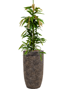 {{productViewItem.photos[photoViewList.activeNavIndex].Alt || productViewItem.photos[photoViewList.activeNavIndex].Description || 'Ficus binnendijkii &#39;Amstel King&#39; in Baq Luxe Lite Universe'}}