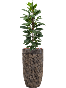 {{productViewItem.photos[photoViewList.activeNavIndex].Alt || productViewItem.photos[photoViewList.activeNavIndex].Description || 'Ficus cyathistipula in Baq Luxe Lite Universe Layer'}}