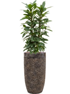 {{productViewItem.photos[photoViewList.activeNavIndex].Alt || productViewItem.photos[photoViewList.activeNavIndex].Description || 'Ficus cyathistipula in Baq Luxe Lite Universe Layer'}}