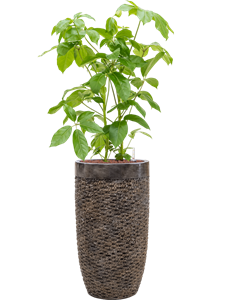 {{productViewItem.photos[photoViewList.activeNavIndex].Alt || productViewItem.photos[photoViewList.activeNavIndex].Description || 'Schefflera actinophylla &#39;Amate&#39; in Baq Luxe Lite Universe'}}