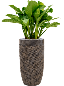 {{productViewItem.photos[photoViewList.activeNavIndex].Alt || productViewItem.photos[photoViewList.activeNavIndex].Description || 'Aglaonema &#39;Freedman&#39; in Baq Luxe Lite Universe Layer, 28928'}}