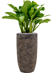 {{productViewItem.photos[photoViewList.activeNavIndex].Alt || productViewItem.photos[photoViewList.activeNavIndex].Description || 'Aglaonema &#39;Freedman&#39; in Baq Luxe Lite Universe Layer, 28931'}}