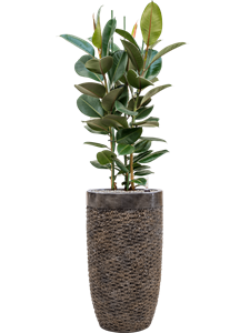 {{productViewItem.photos[photoViewList.activeNavIndex].Alt || productViewItem.photos[photoViewList.activeNavIndex].Description || 'Ficus elastica &#39;Robusta&#39; in Baq Luxe Lite Universe Layer, 28936'}}