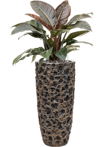 {{productViewItem.photos[photoViewList.activeNavIndex].Alt || productViewItem.photos[photoViewList.activeNavIndex].Description || 'Philodendron `Imperial Red&#39; in Baq Luxe Lite Universe Moon'}}