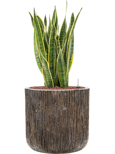 {{productViewItem.photos[photoViewList.activeNavIndex].Alt || productViewItem.photos[photoViewList.activeNavIndex].Description || 'Sansevieria trifasciata &#39;Laurentii&#39; Baq Luxe Lite Universe, 28950'}}