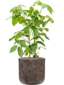 {{productViewItem.photos[photoViewList.activeNavIndex].Alt || productViewItem.photos[photoViewList.activeNavIndex].Description || 'Schefflera actinophylla &#39;Amate&#39; in Baq Luxe Lite Universe, 28951'}}