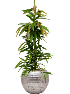 {{productViewItem.photos[photoViewList.activeNavIndex].Alt || productViewItem.photos[photoViewList.activeNavIndex].Description || 'Ficus binnendijkii &#39;Amstel King&#39; in Baq Opus Hammered, 28965'}}