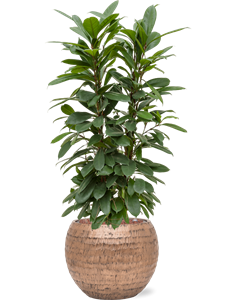{{productViewItem.photos[photoViewList.activeNavIndex].Alt || productViewItem.photos[photoViewList.activeNavIndex].Description || 'Ficus cyathistipula in Baq Opus Hammered'}}