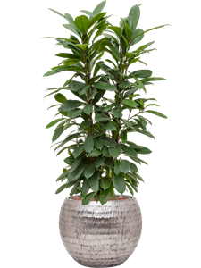 {{productViewItem.photos[photoViewList.activeNavIndex].Alt || productViewItem.photos[photoViewList.activeNavIndex].Description || 'Ficus cyathistipula in Baq Opus Hammered'}}