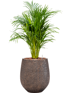 {{productViewItem.photos[photoViewList.activeNavIndex].Alt || productViewItem.photos[photoViewList.activeNavIndex].Description || 'Dypsis (Areca) lutescens in Baq Opus Hit'}}