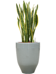 {{productViewItem.photos[photoViewList.activeNavIndex].Alt || productViewItem.photos[photoViewList.activeNavIndex].Description || 'Sansevieria trifasciata &#39;Laurentii&#39; in One and Only'}}