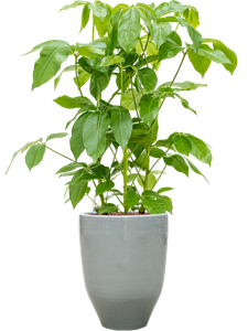 {{productViewItem.photos[photoViewList.activeNavIndex].Alt || productViewItem.photos[photoViewList.activeNavIndex].Description || 'Schefflera actinophylla &#39;Amate&#39; in One and Only'}}