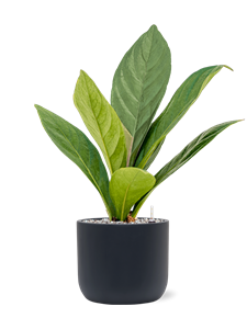 {{productViewItem.photos[photoViewList.activeNavIndex].Alt || productViewItem.photos[photoViewList.activeNavIndex].Description || 'Anthurium elipticum &#39;Jungle&#39; hybriden in Baq Ease'}}