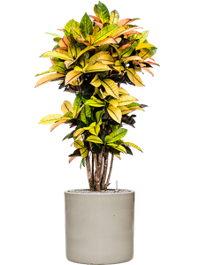 {{productViewItem.photos[photoViewList.activeNavIndex].Alt || productViewItem.photos[photoViewList.activeNavIndex].Description || 'Croton (Codiaeum) variegatum &#39;Mrs. Iceton&#39; in Cylinder, 29096'}}