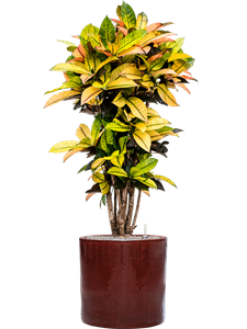 {{productViewItem.photos[photoViewList.activeNavIndex].Alt || productViewItem.photos[photoViewList.activeNavIndex].Description || 'Croton (Codiaeum) variegatum &#39;Mrs. Iceton&#39; in Cylinder, 29097'}}