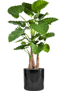 {{productViewItem.photos[photoViewList.activeNavIndex].Alt || productViewItem.photos[photoViewList.activeNavIndex].Description || 'Alocasia calidora in Cylinder'}}