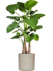 {{productViewItem.photos[photoViewList.activeNavIndex].Alt || productViewItem.photos[photoViewList.activeNavIndex].Description || 'Alocasia calidora in Cylinder, 29100'}}