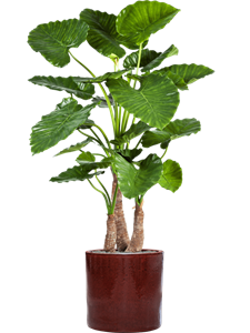 {{productViewItem.photos[photoViewList.activeNavIndex].Alt || productViewItem.photos[photoViewList.activeNavIndex].Description || 'Alocasia calidora in Cylinder, 29101'}}