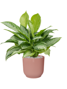 {{productViewItem.photos[photoViewList.activeNavIndex].Alt || productViewItem.photos[photoViewList.activeNavIndex].Description || 'Aglaonema &#39;Silver Bay&#39; in Vibes Fold'}}