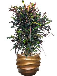 {{productViewItem.photos[photoViewList.activeNavIndex].Alt || productViewItem.photos[photoViewList.activeNavIndex].Description || 'Croton (Codiaeum) variegatum &#39;Mammi&#39; in Baq Gradient Lee, 29248'}}