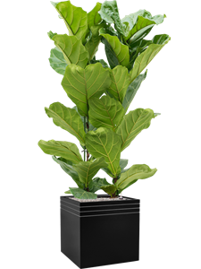 {{productViewItem.photos[photoViewList.activeNavIndex].Alt || productViewItem.photos[photoViewList.activeNavIndex].Description || 'Ficus lyrata in Baq Line-Up, 29266'}}