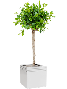 {{productViewItem.photos[photoViewList.activeNavIndex].Alt || productViewItem.photos[photoViewList.activeNavIndex].Description || 'Ficus microcarpa &#39;Nitida&#39; in Baq Line-Up'}}