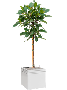 {{productViewItem.photos[photoViewList.activeNavIndex].Alt || productViewItem.photos[photoViewList.activeNavIndex].Description || 'Ficus cyathistipula in Baq Line-Up'}}