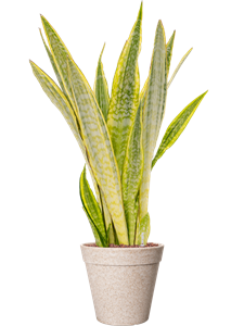 {{productViewItem.photos[photoViewList.activeNavIndex].Alt || productViewItem.photos[photoViewList.activeNavIndex].Description || 'Sansevieria trifasciata &#39;Lauren&#39; in Fibrics Bamboo'}}