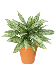 {{productViewItem.photos[photoViewList.activeNavIndex].Alt || productViewItem.photos[photoViewList.activeNavIndex].Description || 'Aglaonema &#39;Silver Queen&#39; in Fibrics Bamboo, 29312'}}