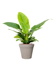 {{productViewItem.photos[photoViewList.activeNavIndex].Alt || productViewItem.photos[photoViewList.activeNavIndex].Description || 'Philodendron &#39;Imperial Green&#39; in Fibrics Bamboo'}}