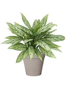 {{productViewItem.photos[photoViewList.activeNavIndex].Alt || productViewItem.photos[photoViewList.activeNavIndex].Description || 'Aglaonema &#39;Silver Queen&#39; in Fibrics Bamboo, 29315'}}