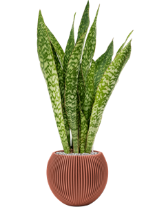 {{productViewItem.photos[photoViewList.activeNavIndex].Alt || productViewItem.photos[photoViewList.activeNavIndex].Description || 'Sansevieria &#39;Dragon&#39; in Capi Nature Groove Special'}}