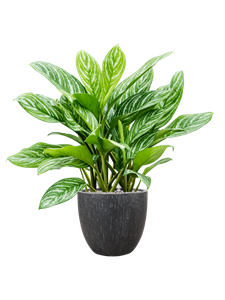 {{productViewItem.photos[photoViewList.activeNavIndex].Alt || productViewItem.photos[photoViewList.activeNavIndex].Description || 'Aglaonema &#39;Stripes&#39; in Baq Raindrop'}}