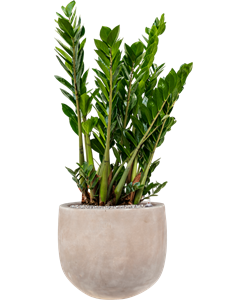 {{productViewItem.photos[photoViewList.activeNavIndex].Alt || productViewItem.photos[photoViewList.activeNavIndex].Description || 'Zamioculcas zamiifolia in Terra Cotta Omar, 29420'}}