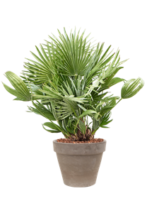 {{productViewItem.photos[photoViewList.activeNavIndex].Alt || productViewItem.photos[photoViewList.activeNavIndex].Description || 'Chamaerops humilis &#39;Vulcano&#39; in Terra Cotta, 29428'}}