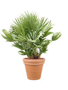 {{productViewItem.photos[photoViewList.activeNavIndex].Alt || productViewItem.photos[photoViewList.activeNavIndex].Description || 'Chamaerops humilis &#39;Vulcano&#39; in Terra Cotta, 29429'}}