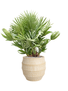 {{productViewItem.photos[photoViewList.activeNavIndex].Alt || productViewItem.photos[photoViewList.activeNavIndex].Description || 'Chamaerops humilis &#39;Vulcano&#39; in Bamboo'}}